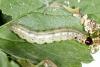 Ostrinia nubilalis